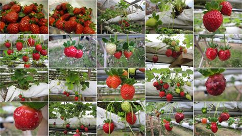 Genting strawberry leisure farm address: HomeMade DIY HowTo Make: Strawberry Farm Genting Highland ...