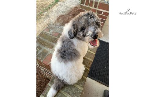 Blue Merle Parti Poodle Standard Puppy For Sale Near Charlotte North