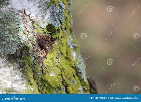 Moss On Tree Picture Image 114677688