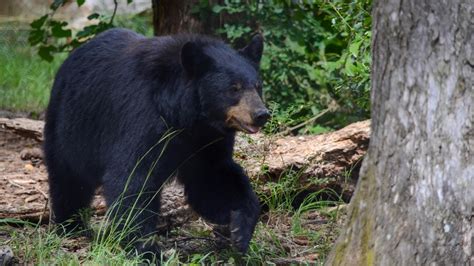 As Bear Sightings Increase In Alabama Heres What You Need To Know
