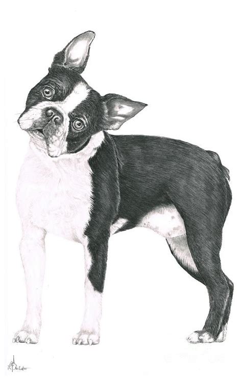 Boston Terrier Drawing Boston Terrier Fine Art Print Boston Terrier
