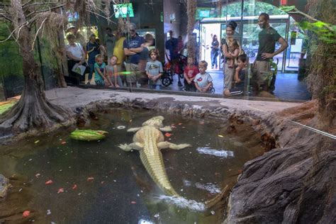 Houston Zoos White Alligator Blanco Retiring From Zoo Life