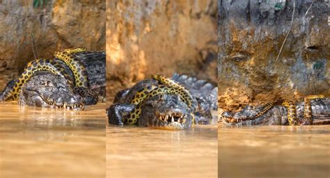 Watch Anaconda And Alligator Survival Fight Captured On Cam Internet