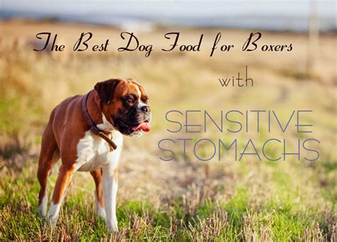 Raw food diet for dogs with sensitive stomachs. The Best Dog Food for Boxers with Sensitive Stomachs