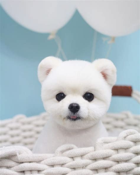 The cheapest offer starts at £1,500. Pomeranian Teddy Bear Puppies For Sale Near Me - Pets Lovers