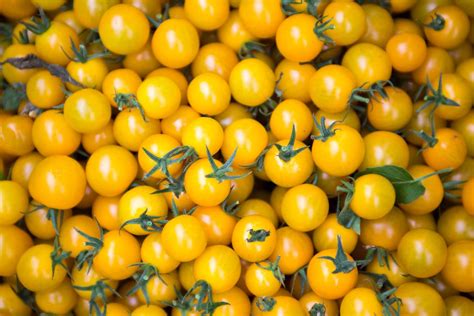13 Types Of Yellow Tomatoes To Grow In The Garden