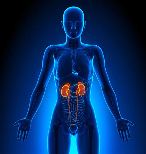 Kidneys Female Organs Human Anatomy • Le Quotidien Du Patient