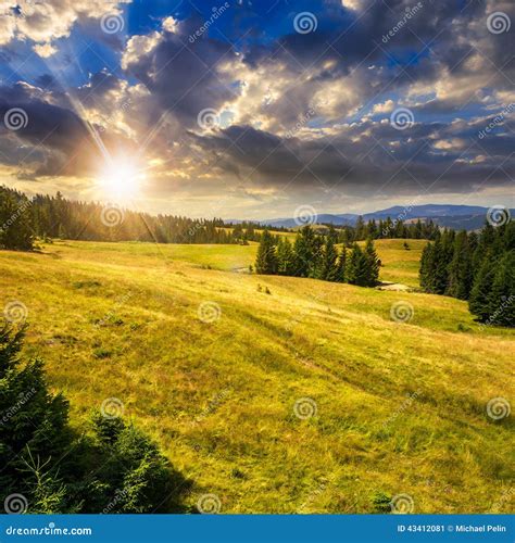 Pine Trees Near Valley On Mountain Slope At Sunset Stock Image Image