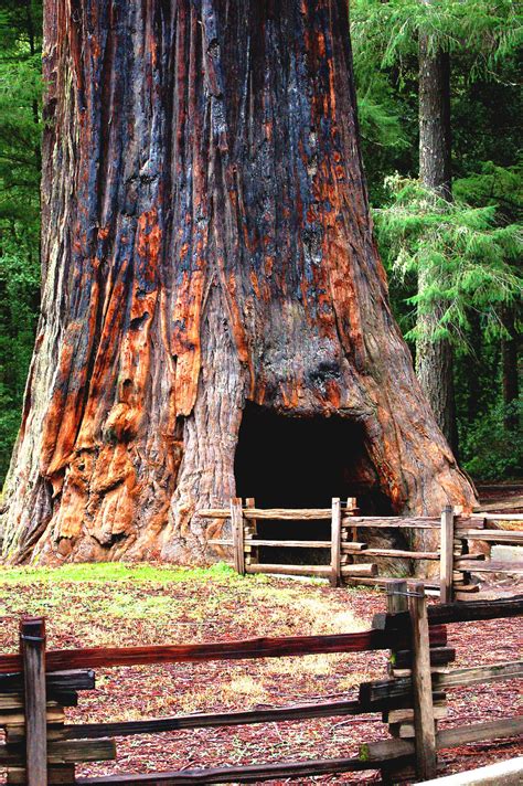 S Of Years Old Amazing Facts About The Beautiful Giant Sequoia