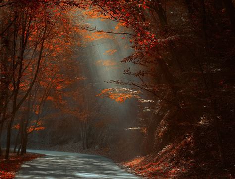 Nature Landscape Forest River Fall Leaves Sun Rays Mist Sunlight Trees