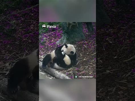 Baby Panda Treating Mom As A Slide Ipanda Shorts ｜youtubeランキング