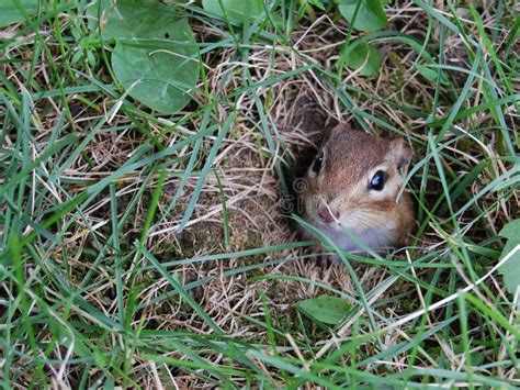 Chipmunk Hole Stock Photo Image Of Furry Nature Home 42445150
