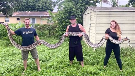 Record Breaking Burmese Python Captured In Florida Everglades Wrlh