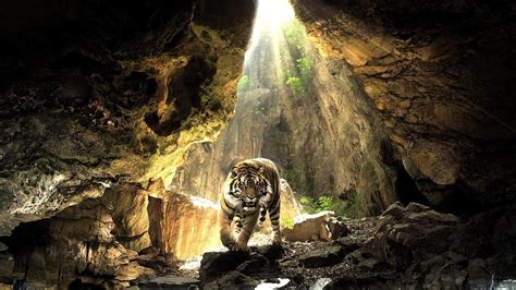 Cave Tiger Full Hd Desktop Wallpapers 1080p