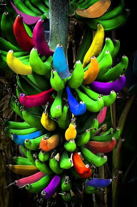 Banana Rainbow Colorful Fruit Banana Fruit