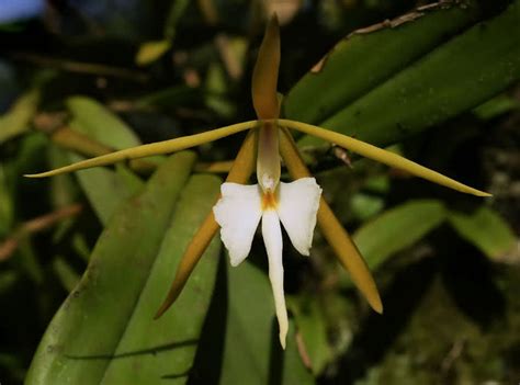 These flowers are also used in perfumes because of its sweet smell. Top 9 Most Beautiful Night Blooming Flowers - The ...