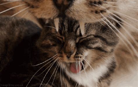51 GIFs That Will Make You Want To Burn The Internet Down Funny Cat
