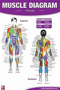 Human Muscle Diagram Female Fitness Anatomy Wall Chart Poster Prod