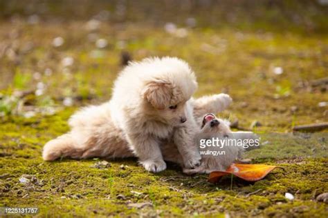 Two Small Dogs Photos And Premium High Res Pictures Getty Images