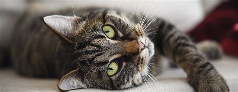 All Pets Medicine, Surgery and Rehabilitation Clinic, P.A.