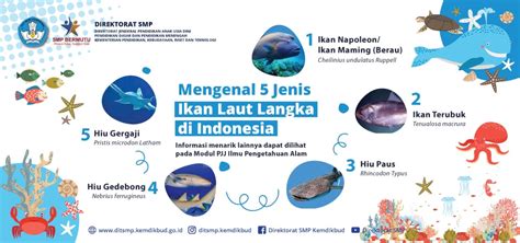 Jenis Jenis Ikan Laut Jenis Ikan Laut Di Indonesia Yang Paling Hot Sex Picture