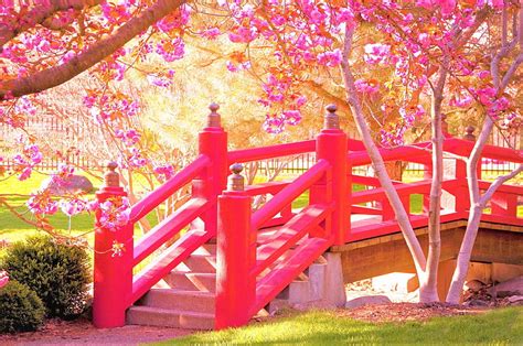 Cherry Blossom Bridge Nature Blossom Bridge Cherry Hd Wallpaper