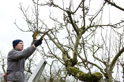 When to trim your fruit trees? Useful Tips for Pruning Fruit Trees | The Tree Center™