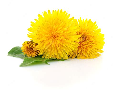 Premium Photo Three Dandelions With Leaves Isolated On White Background
