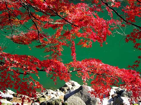 1920x1080px 1080p Free Download Red Maples Rocky Bank River Red