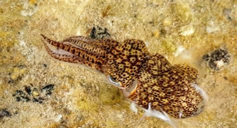 New Species Of Bobtail Squid Discovered Marine Life Society Of South