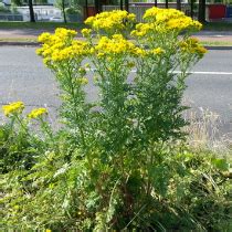 Thin flower stalks send up small, white flowers that produce numerous needlelike seed pods. Ragwort identification Services | Complete Invasives Control
