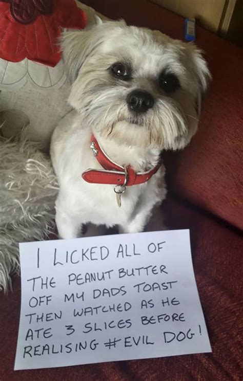 Or just because they are way too thin! Pretty Sure Pet Shaming Doesn't Work, But Please Don't ...