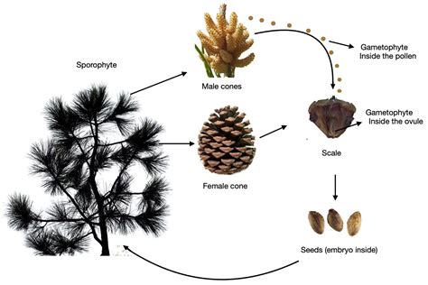 81 Gymnosperms Biology Libretexts