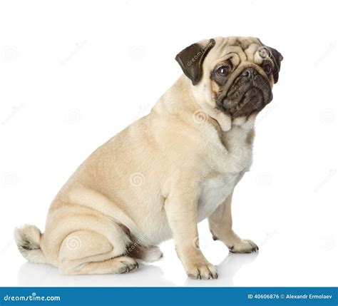 Pug Puppy Sitting In Profile Stock Photo Image Of Muzzle Studio