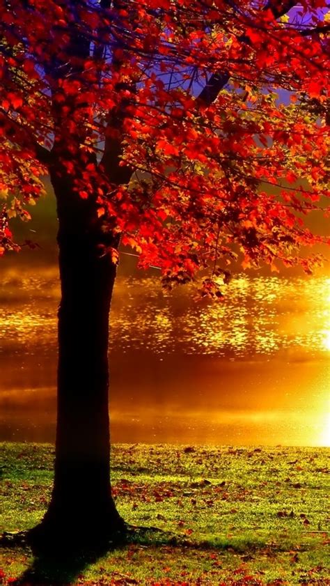 Herbst Baum Rote Blätter See Sonnenlicht Reflexion Blendung