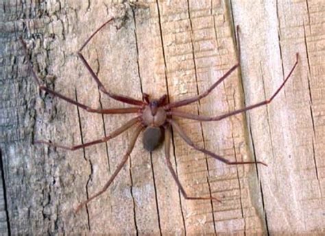 Crawling Creatures Spider Recluse Spider Brown Recluse