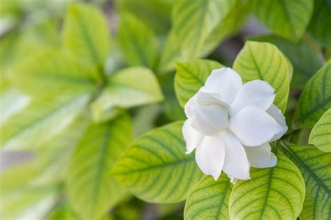 Identification Of Gardenia Shrub Diseases And Helpful Care Tips