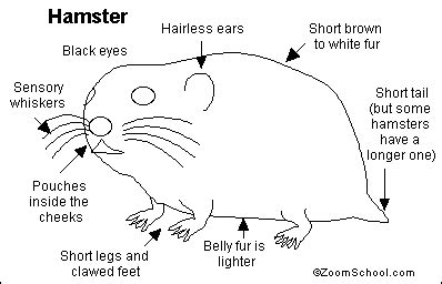 Gerbil fact sheet download our gerbil fact sheet. Hamster Printout- EnchantedLearning.com | Hamster, Study ...