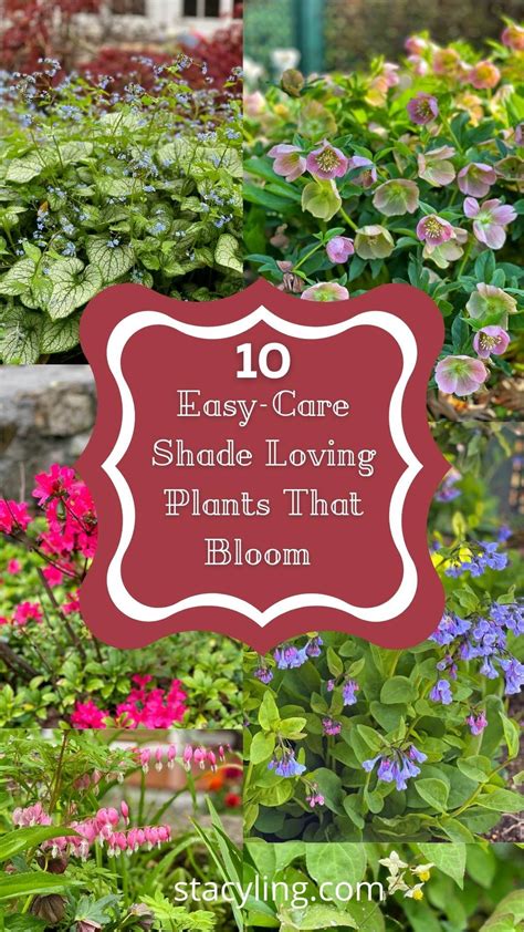 Want To Grow Flowers In A Shade Garden Here Are 10 Easy Care Shade