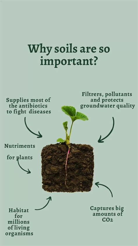 Discovwr More About The Importance Of Soils In Your Garden🌱 Soil