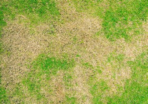 How To Fix Dry Patches In Lawn