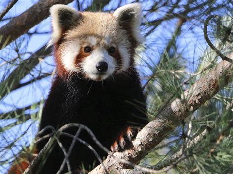 Red Pandas Are Two Separate Species Study Bega District News Bega Nsw