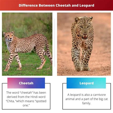 Cheetah Vs Leopard Difference And Comparison