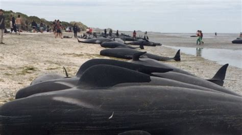50 Ballenas Piloto De Aleta Corta Murieron Tras Quedar Varadas En La Isla De Anegada Línea Directa