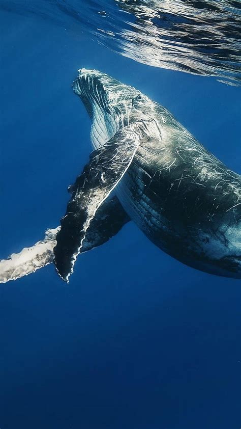 Blue Whale Humpback Whale Hd Phone Wallpaper Pxfuel