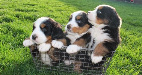 $2500.00 honey brook, pa bernese mountain dog puppy. Pin by Big Barker Dog Beds on Sweet Bernese Mountain Dogs ...