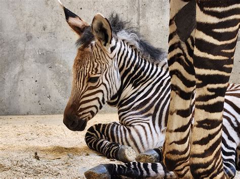 New Baby Zebra Born At Utahs Hogle Zoo