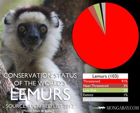 The Lemur End Game Scientists Propose Ambitious Plan To Save The World