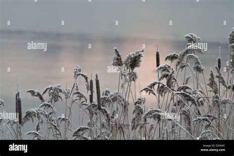 Frosted Reeds Hi Res Stock Photography And Images Alamy