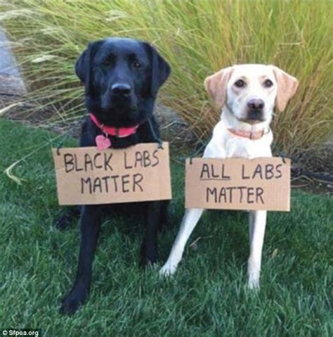 Akc yellow labrador retriever hobby breeder for hunters & families. 'Black Labs Matter' dog photo is called insulting to Black ...